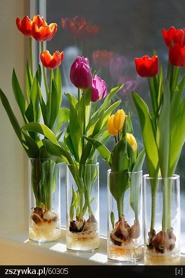 Tulipany - tulipany-w-oknie.jpg