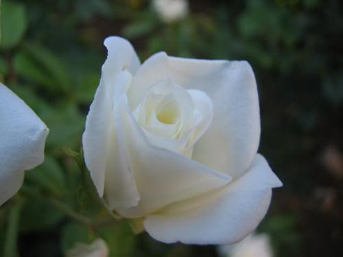 OTULONA-WIATREM - O-W róża biała na ziel.14u.bmp