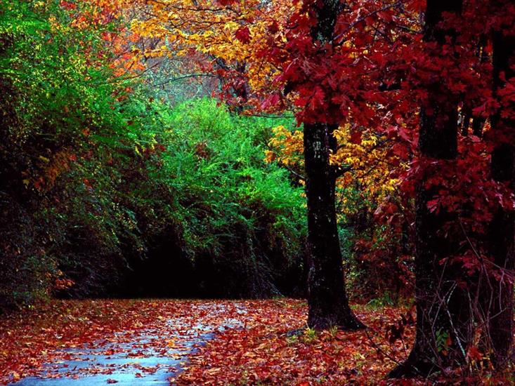 krajobrazy i natura - jesien.jpg