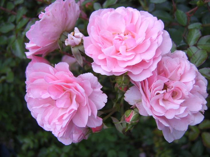 3 róże - Krzak_rowych_ryczek.jpg