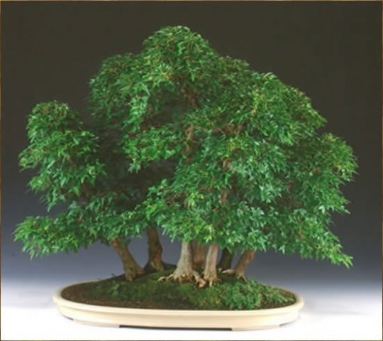 Bonsai-miniaturowe piękno - mediumjyx5ul56.png