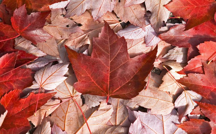 JESIEŃ - jesień liście tapety.jpg