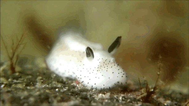 Jorunna parva - ślimak morski puszysty króliczek - cute-bunny-sea-slug-jorunna-parva-11.gif