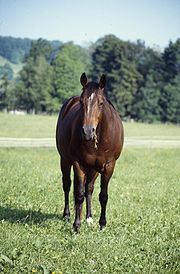 Rasy - quater-horse.JPG
