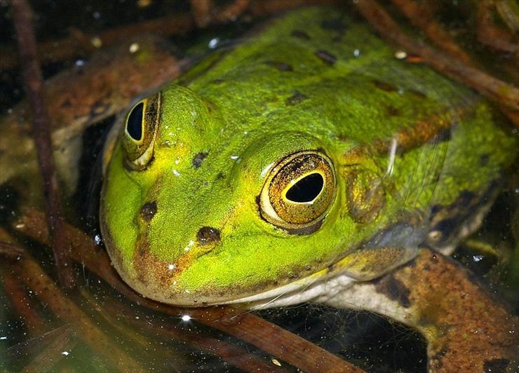 żaby - żaba jeziorkowa samiec.jpg