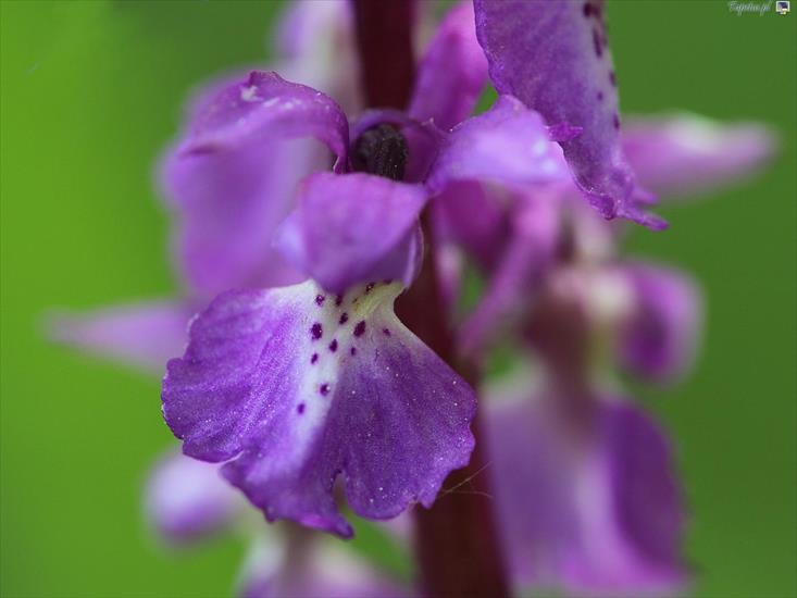 Rosliny - 13394_orchis-mascula.jpg