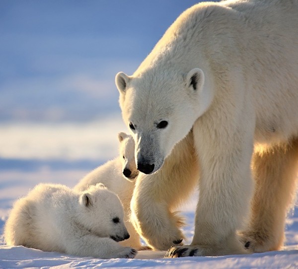 Matczyna Miłość - Wapusk-Polar-Bears-83862b-e1451962019883.jpg