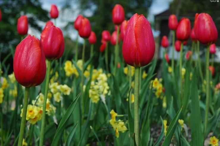 Rosliny - 12440_czerwone-tulipany.jpg