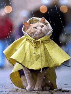 FOLDER OBR z DESZCZ  - kot-w-deszczowym-płaszczu.gif