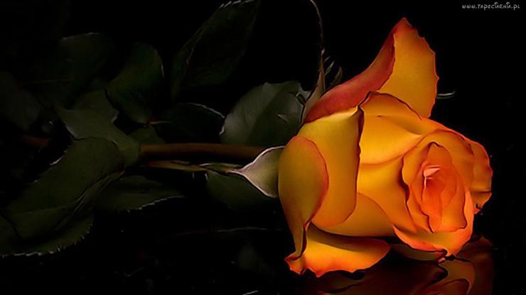 Galeria kwiatów - Róża dla Ciebie.jpg