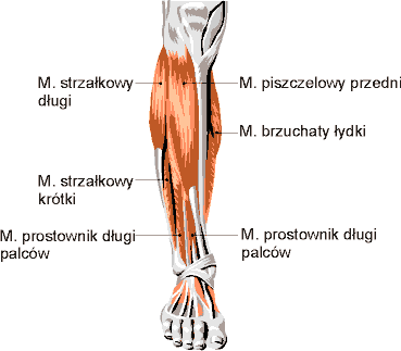 Anatomia - podudzie_przod.gif