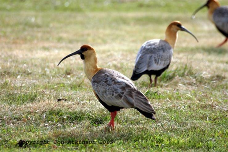 ibisy - ibis płowy.jpg