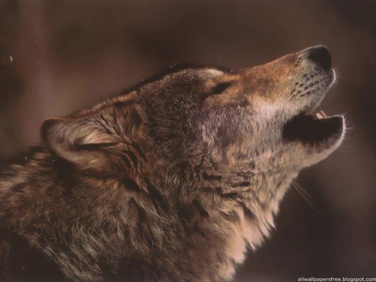 100 Wolves Wallpapers - 52.jpg
