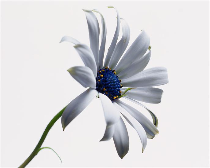 Tła kwiatowe - lovely-flower-daisy-white.jpg