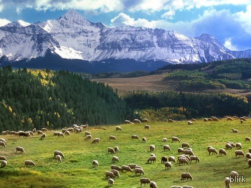 WIDOKI GÓRY - grazing-sheeps-11.jpg